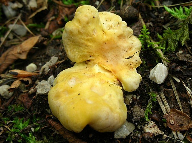 Cantharellus cibarius?